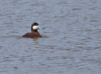 Ruddy Duck